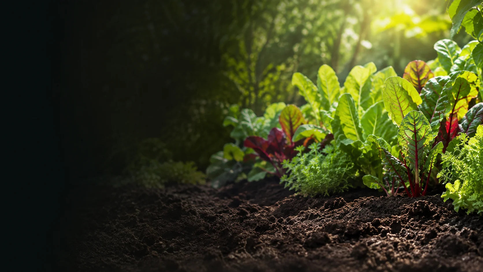 Healthy plants growing in a home garden